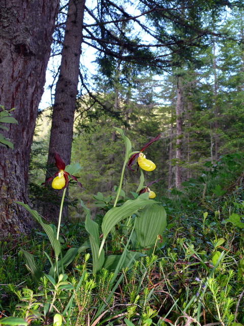 Cypripedium calceolus....  la pi bella del reame